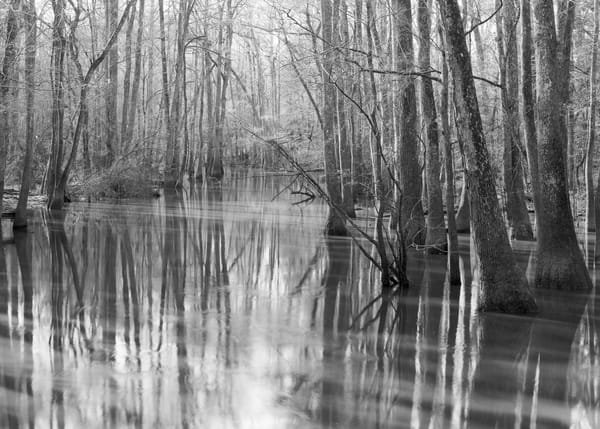 Cedar Creek in Congaree National Park, with tall cypress trees reflected in still water under soft, diffused light.